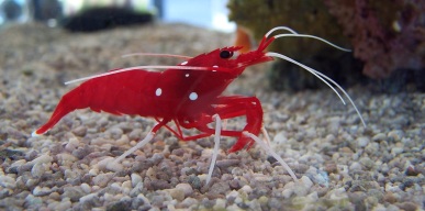 Shrimp in Osaka Aquarium