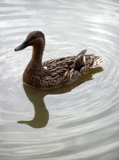 Duck on the Oxford Canal, Cropredy, England