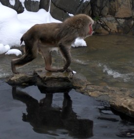 Emerging from the hot springs, near Nagano, Japan